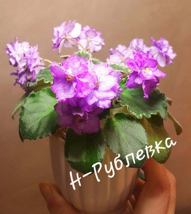 Фиалка Н-Рублевка 3