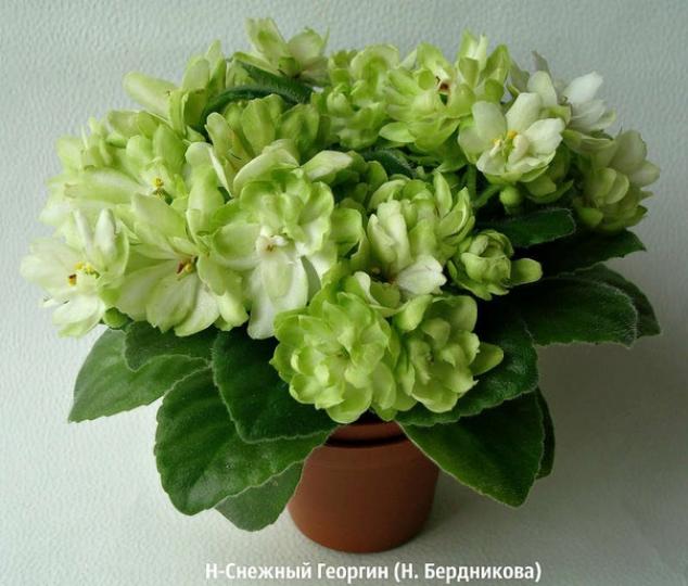 Фиалка Н-Снежный георгин 4