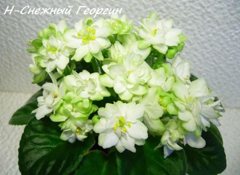Фиалка Н-Снежный георгин 5