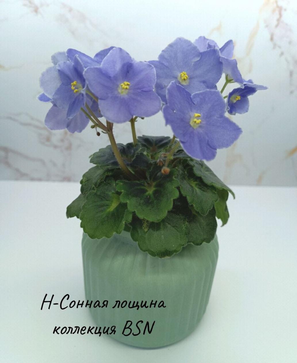 Фиалка Н-Сонная Лощина 4