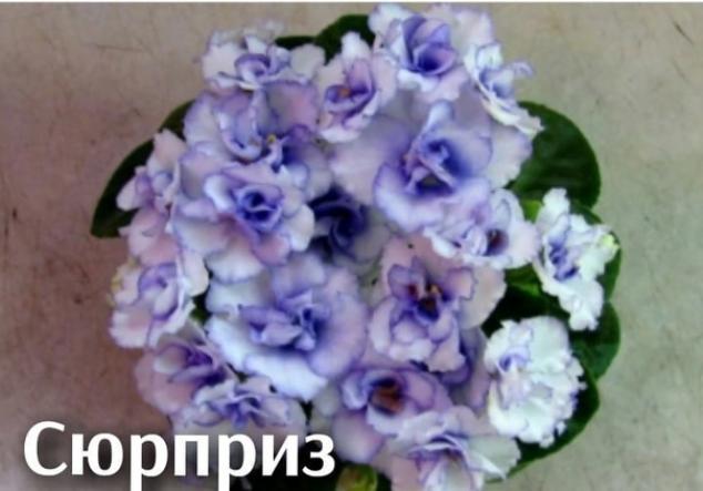 Фиалка Н-Сюрприз 2