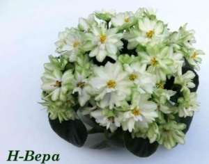 Фиалка Н-Вера