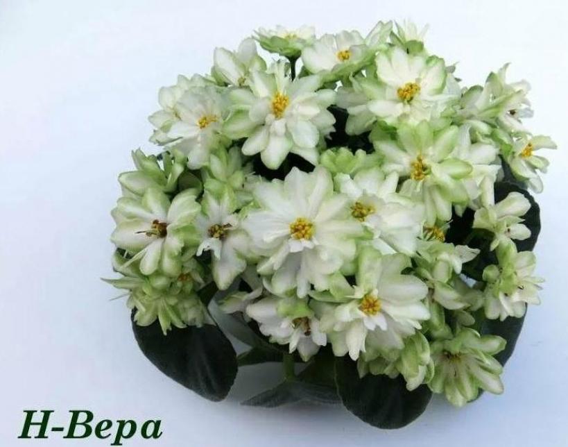 Фиалка Н-Вера