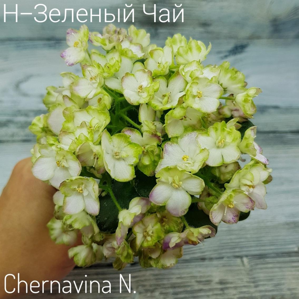Фиалка Н-Зеленый Чай 5
