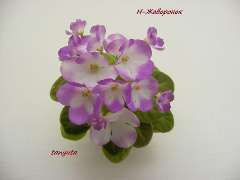 Фиалка Н-Жаворонок 4