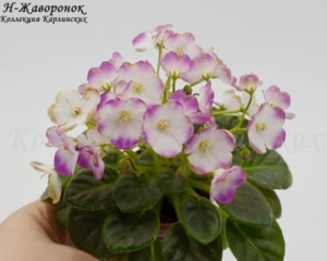 Фиалка Н-Жаворонок