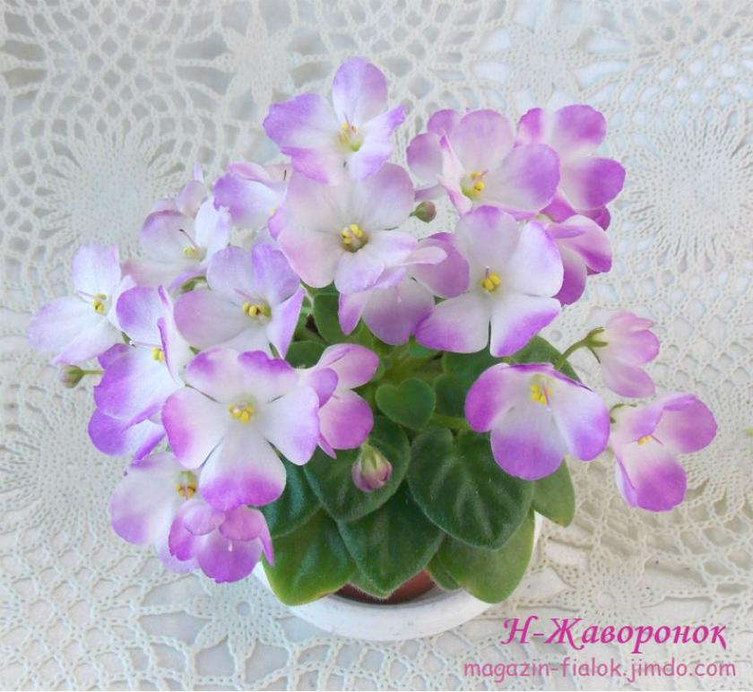 Фиалка Н-Жаворонок 5