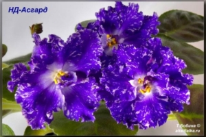 Фиалка НД-Асгард