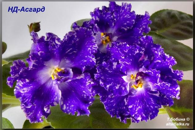 Фиалка НД-Асгард