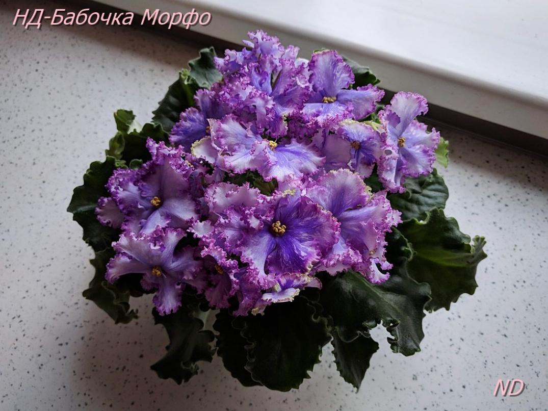 Фиалка НД-Бабочка Морфо 4