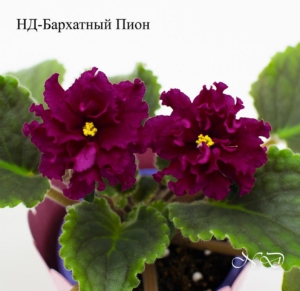 Фиалка НД-Бархатный Пион