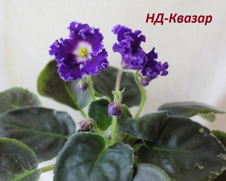 Фиалка НД-Квазар 2