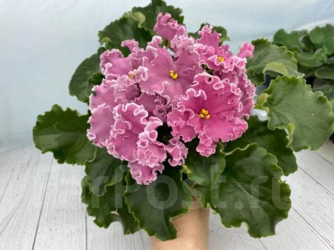 Фиалка НД-Ливадия 3
