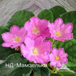 Фиалка НД-Мамзелька
