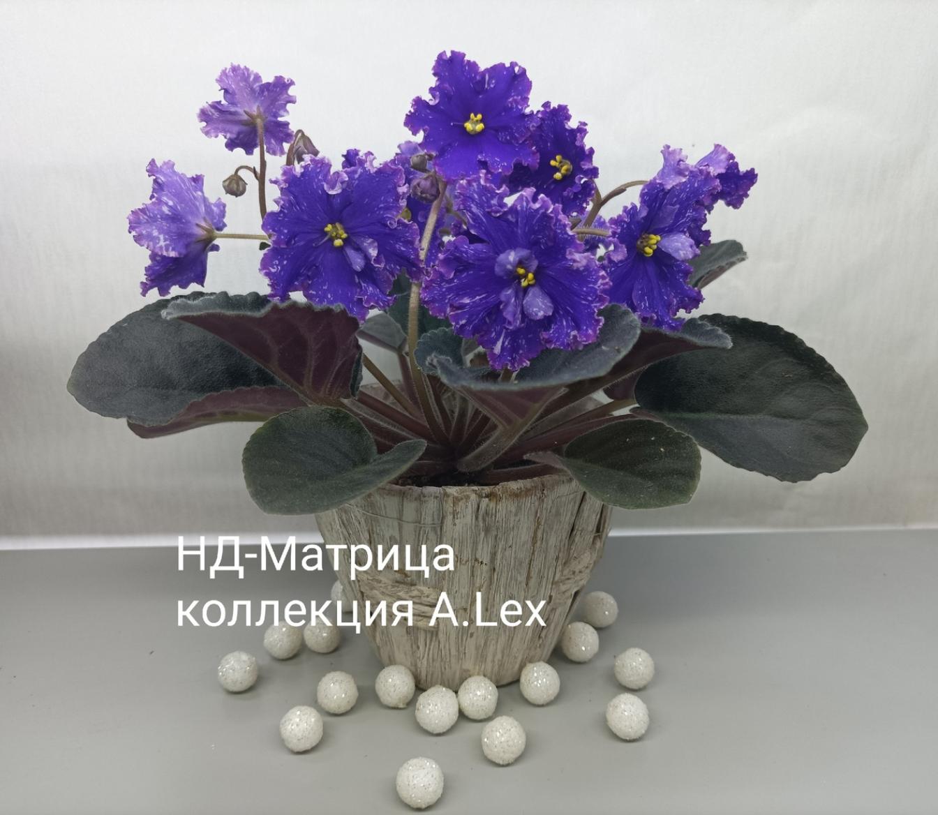 Фиалка НД-Матрица 4