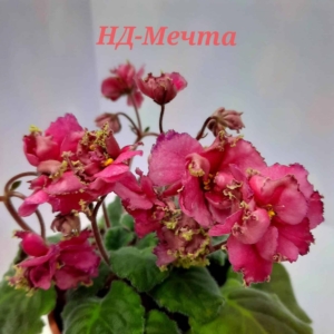 Фиалка НД-Мечта