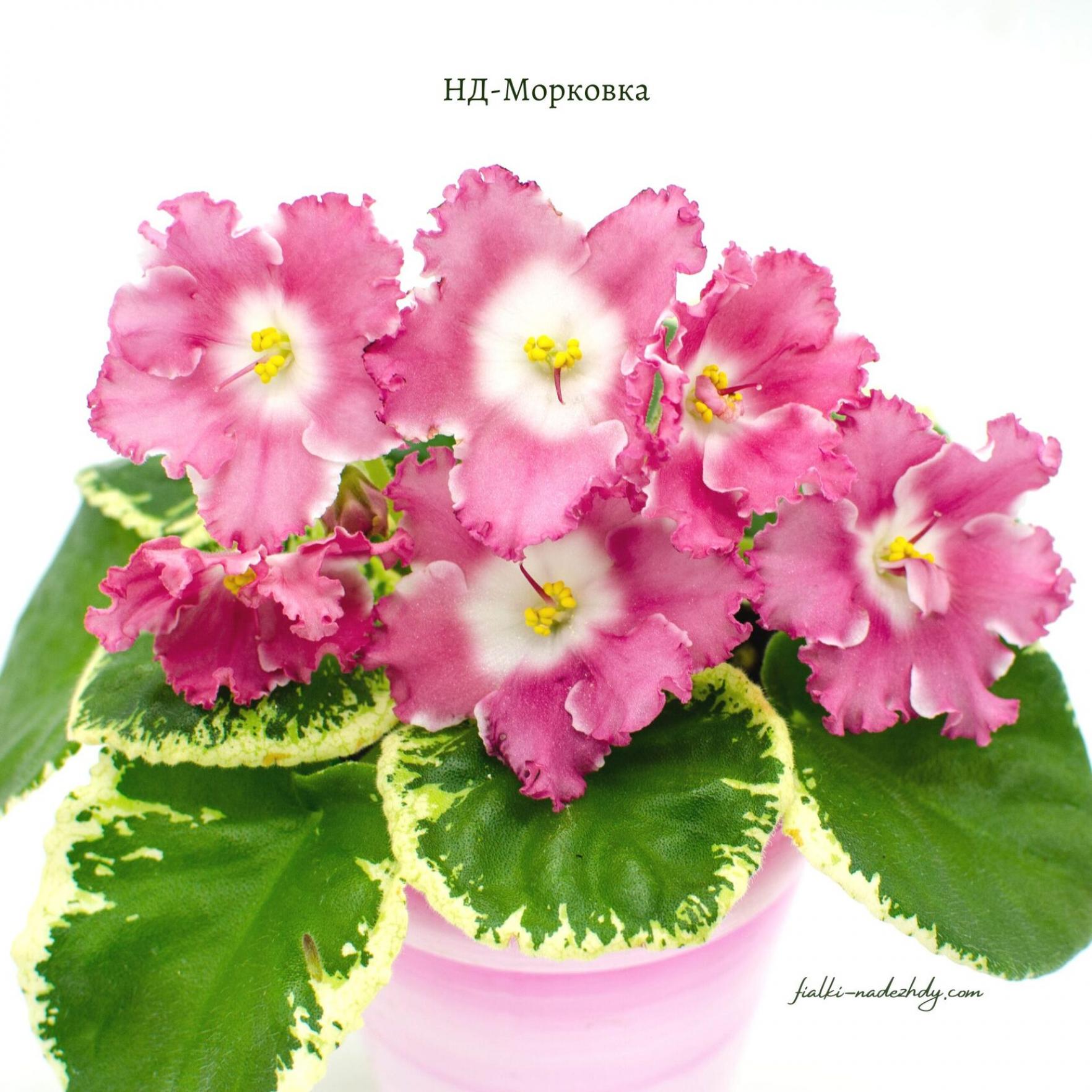 Фиалка НД-Морковка 3