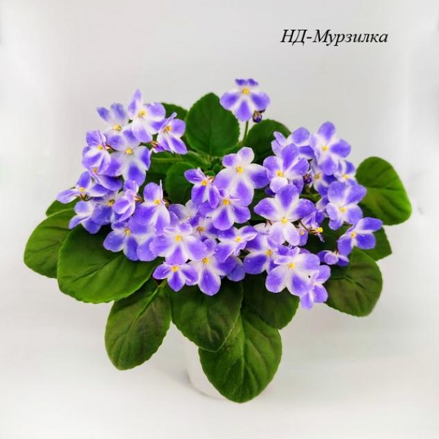 Фиалка НД-Мурзилка 2