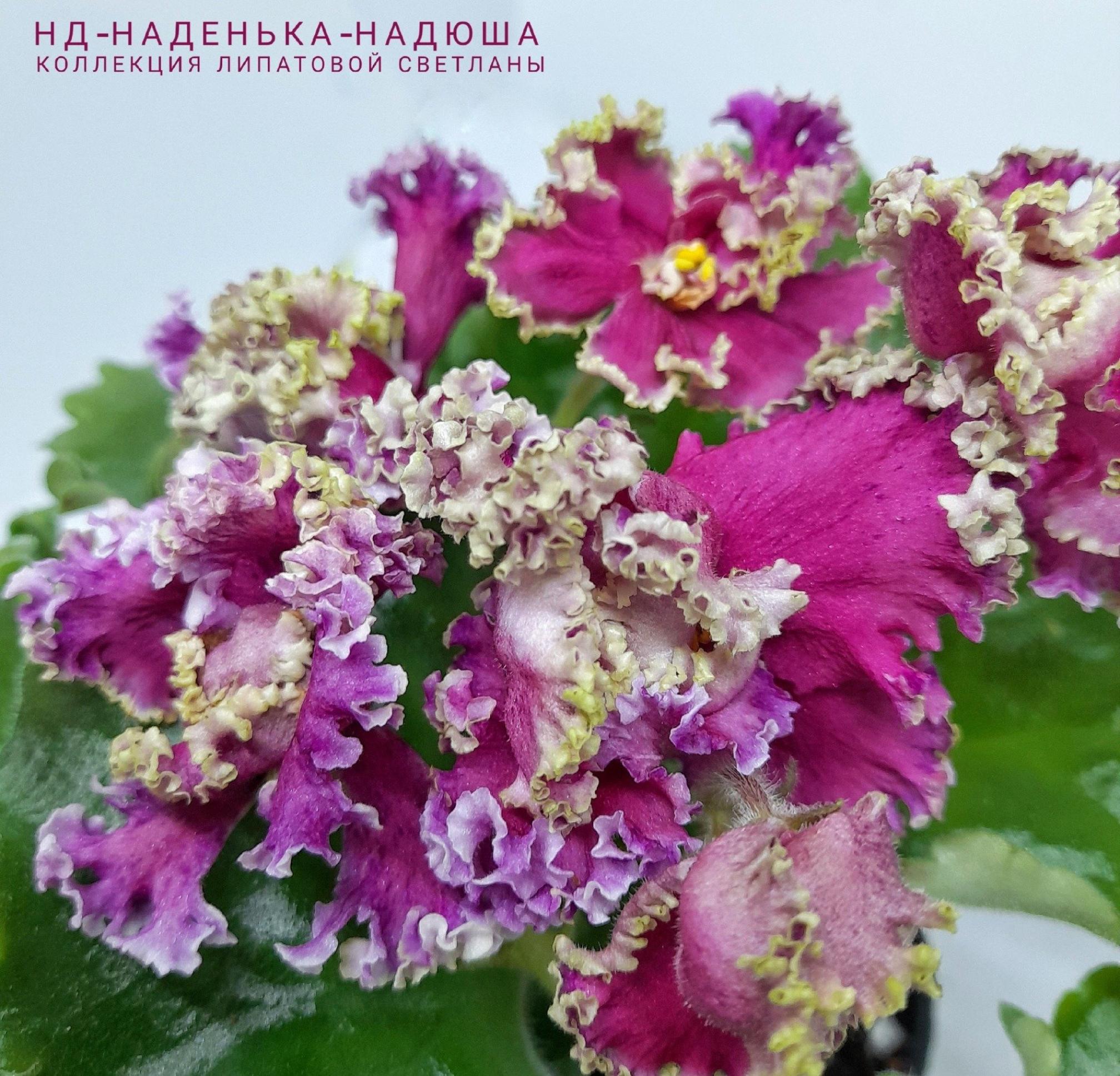 Фиалка НД-Наденька-Надюша 4