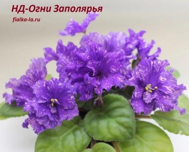 Фиалка НД-Огни Заполярья 4