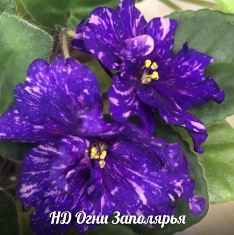 Фиалка НД-Огни Заполярья 5