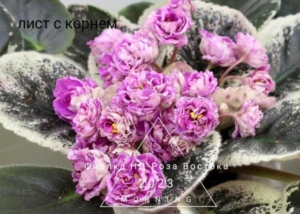 Фиалка НД-Роза Востока