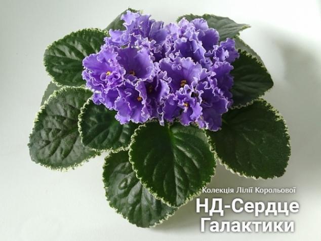 Фиалка НД-Сердце Галактики 2