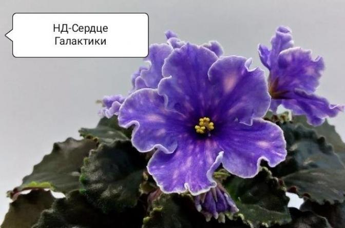 Фиалка НД-Сердце Галактики 4