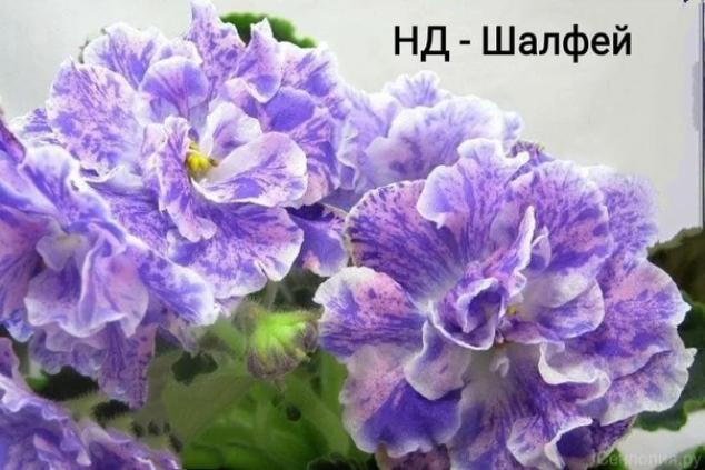 Фиалка НД-Шалфей 2
