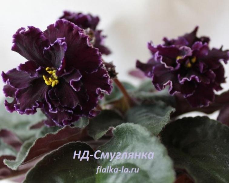 Фиалка НД-Смуглянка 3