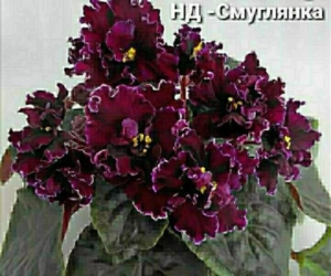 Фиалка НД-Смуглянка