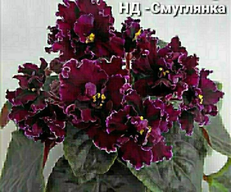 Фиалка НД-Смуглянка