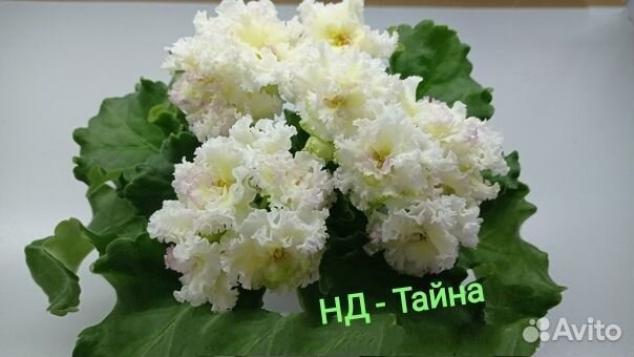 Фиалка НД-Тайна 5