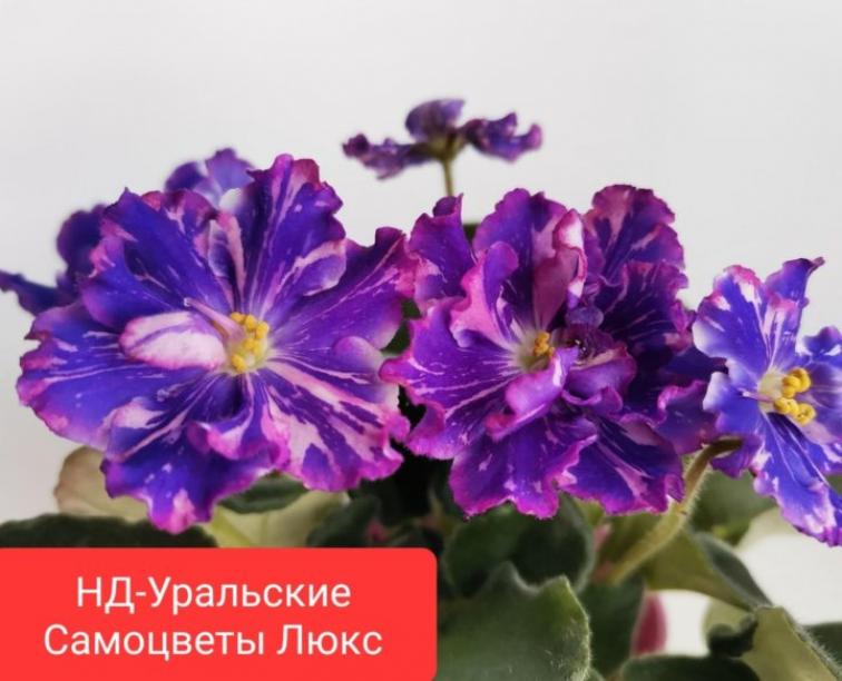 Фиалка НД-Уральские самоцветы 2