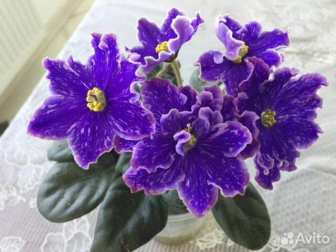 Фиалка НД-Уральские самоцветы 5