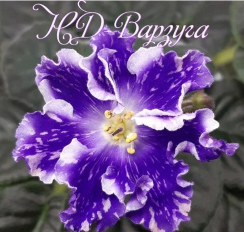 Фиалка НД-Варзуга 2