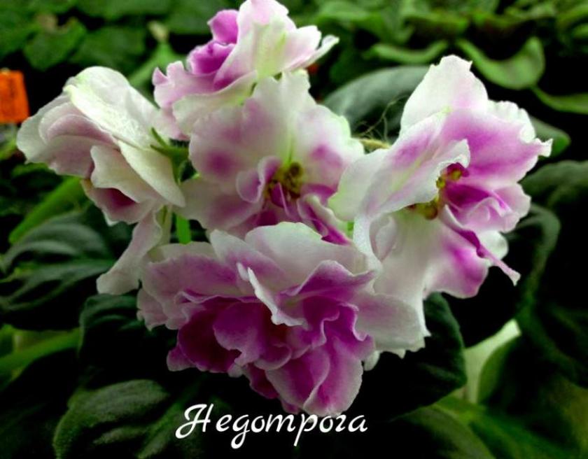 Фиалка Недотрога (Морев) 2