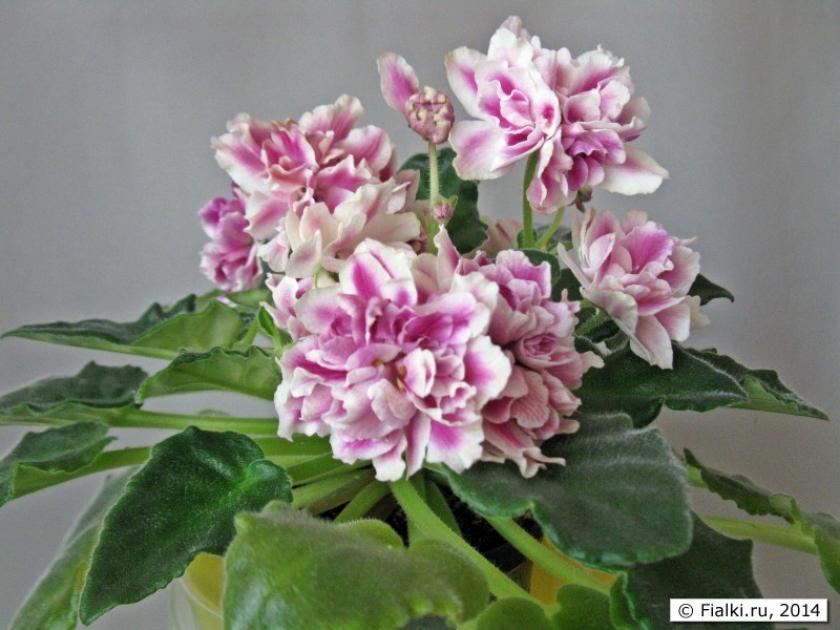 Фиалка Недотрога (Морев) 4