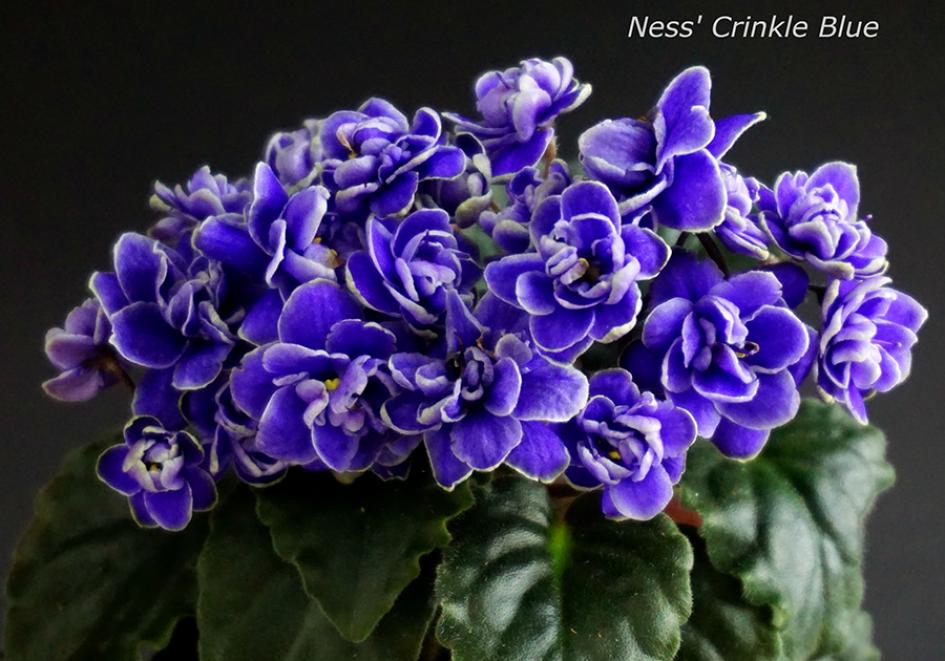 Фиалка Ness’ Crinkle Blue 4
