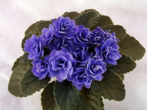 Фиалка Ness’ Crinkle Blue