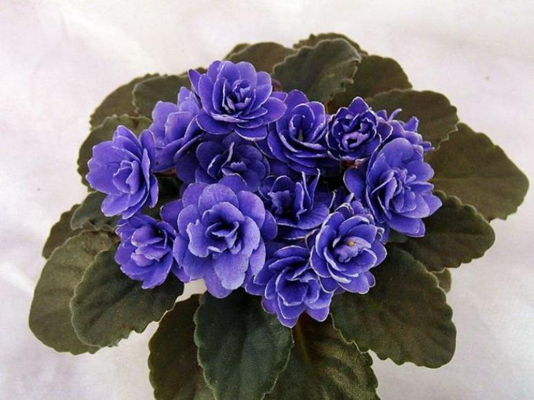 Фиалка Ness’ Crinkle Blue