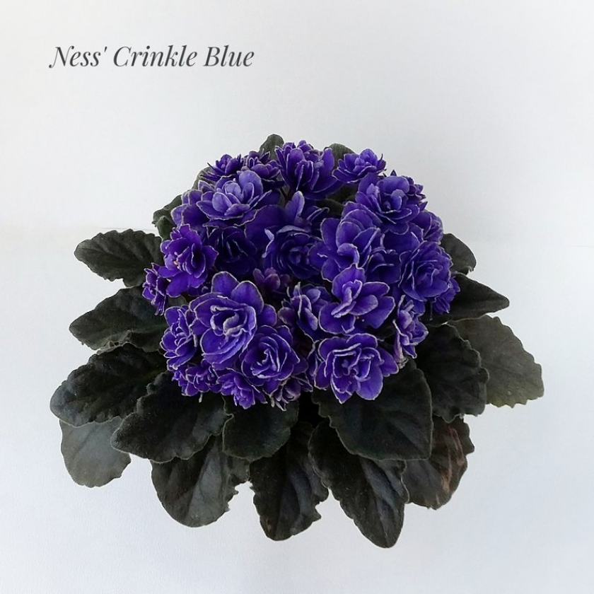 Фиалка Ness’ Crinkle Blue 2