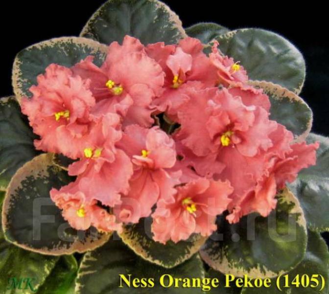 Фиалка Ness Orange Pekoe 3