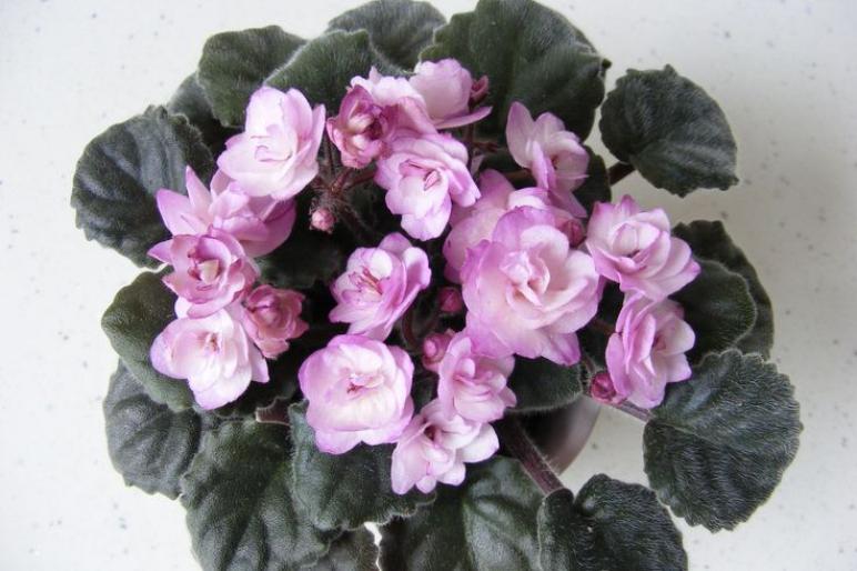 Фиалка Ness Satin Rose 2