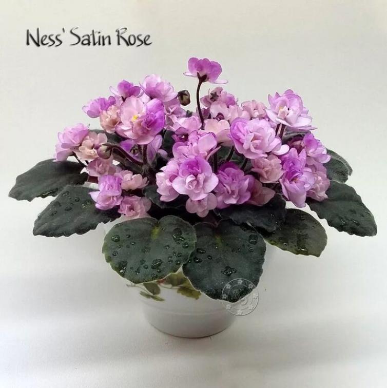 Фиалка Ness Satin Rose 3