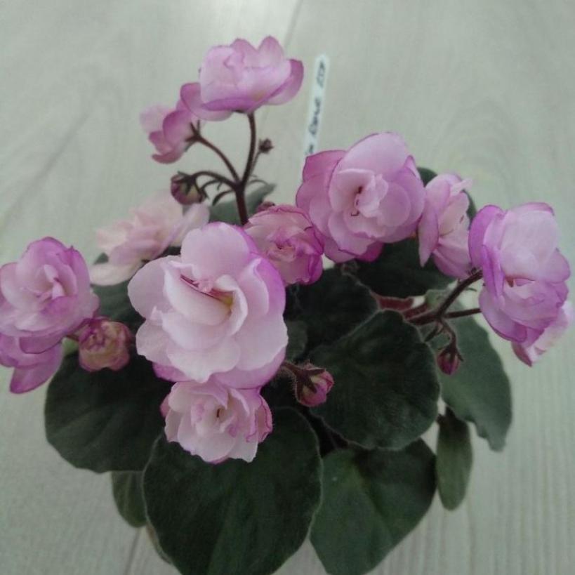 Фиалка Ness Satin Rose 4