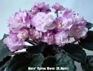 Фиалка Ness Satin Rose