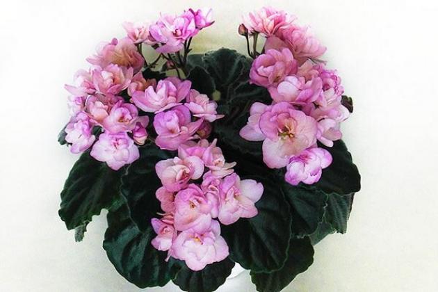 Фиалка Ness Satin Rose 5