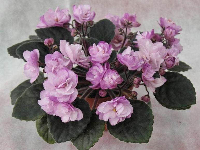 Фиалка Ness Satin Rose 6