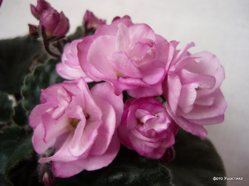 Фиалка Ness Satin Rose 7